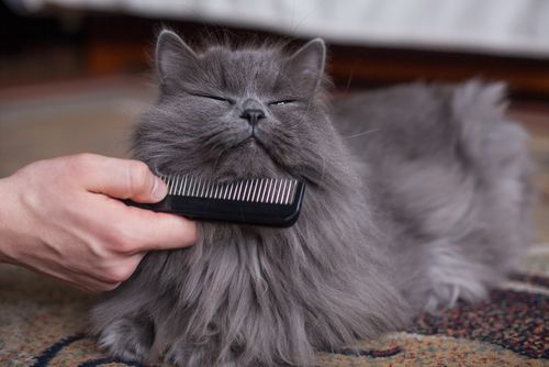Chế độ chăm sóc lông cho mèo anh lông dài