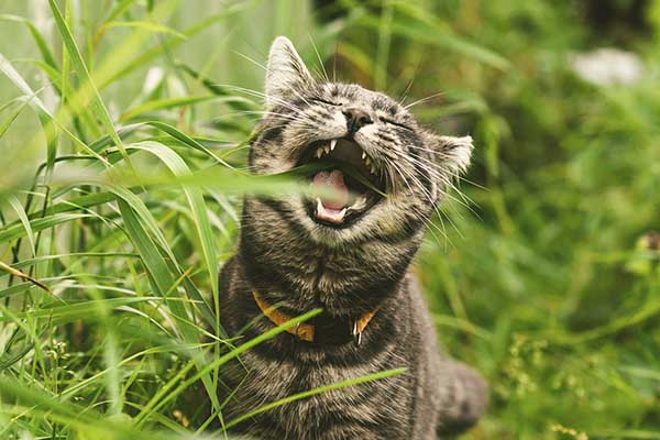 Tại sao mèo lại ăn cỏ