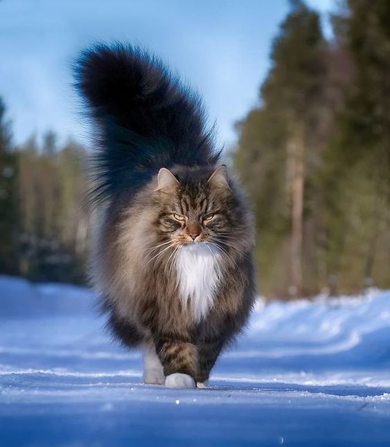 Các giống mèo lông dài đẹp nhất