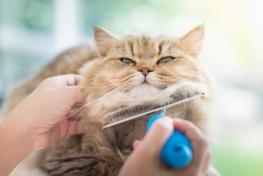 Trị búi lông ở mèo bằng cách chải lông mèo