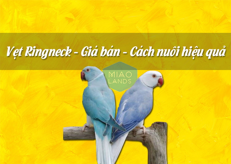 10 loài chim biết nói thông minh nhất thế giới - QuanTriMang.com