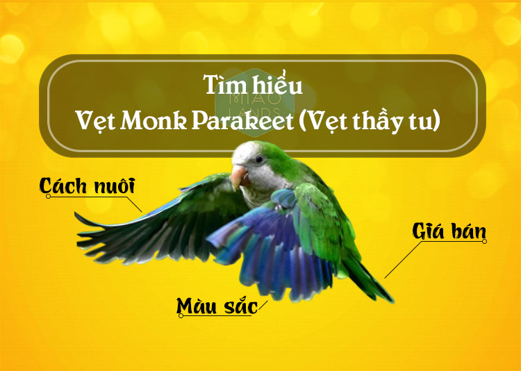 Chim mào vàng – Wikipedia tiếng Việt