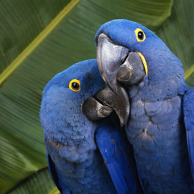Mô hình động vật Schleich Chim Vẹt Macaw xanh vàng 14690 - Schleich House |  HolCim - Kênh Xây Dựng Và Nội Thất